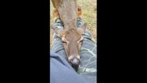 Une biche très fatiguée vient dormir sur les jambes d'un homme... Adorable