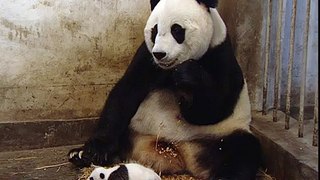 Sneezing Of A Baby Panda