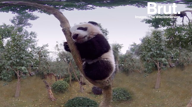 The Wild Immersion : une plongée au coeur de la vie sauvage