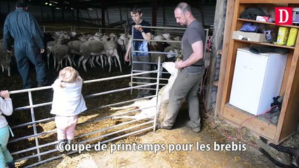 Coupe de printemps pour les brebis de Saint Martin
