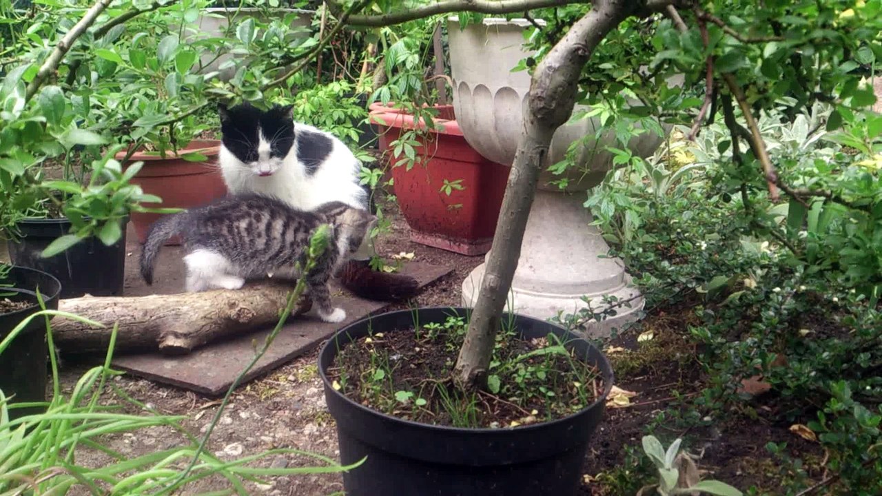 Max und Moritz