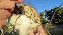Man Reunites With African Cheetah BIG Cat After 1 Year Absence - Do You Remember Me? A Documentary
