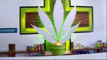 Africa's first medical cannabis dispensary opens in Durban