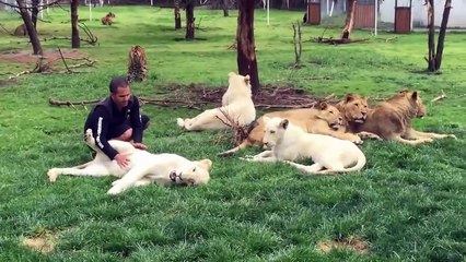 Bakıcısını Leoparın Saldırsından Koruyan Kaplan