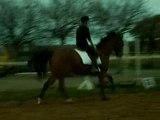 Dressage avec Sol.