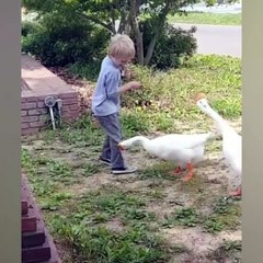 These birds are so funny and crazy!!!