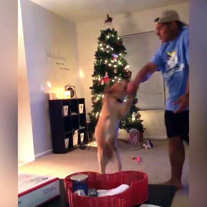 These dogs really love dancing