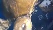 Counter-Nartotics Patrol Rescue Sea Turtle Tangled in Fishing Gear