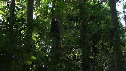 Birds-of-Paradise Project