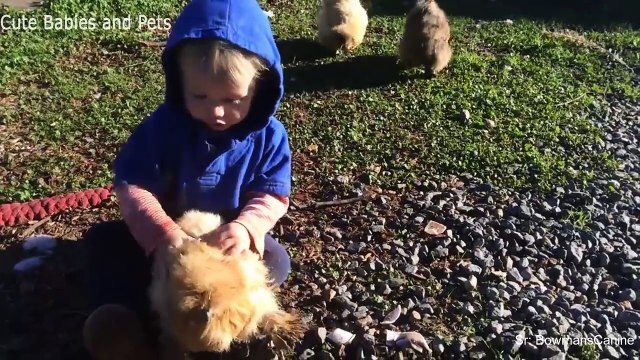 Funny Babies Cuddling Animals - Cute Babies and Pets Compilation