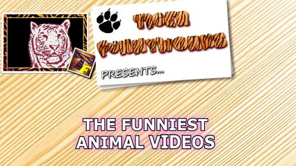 So FUNNY that you will FEEL DIZZY! - Ultra FUNNY ANIMAL VIDEOS compilation