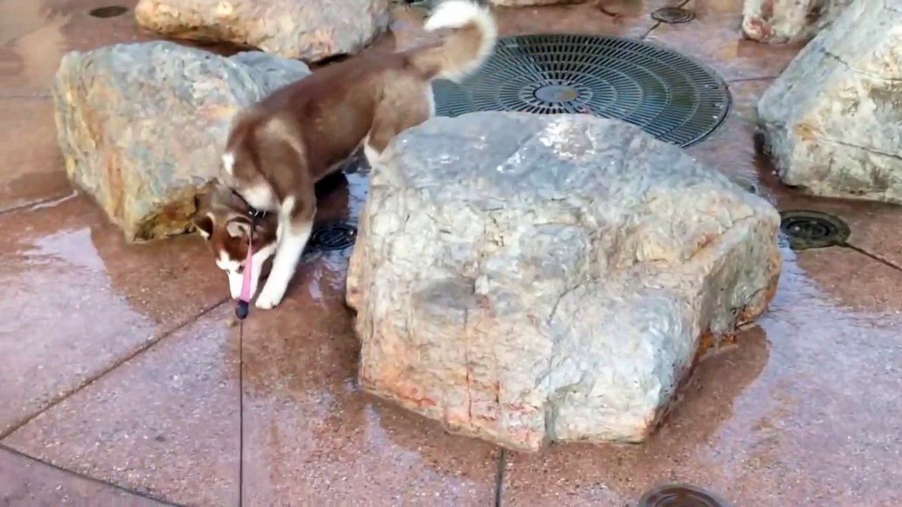 Ce chien va regretter de s'etre assis à cet endroit