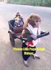 Funy monkey