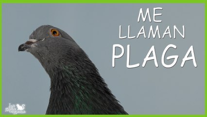 ME LLAMAN PLAGA..... PERO MI VIDA TAMBIÉN TIENE VALOR | CONCIENCIACIÓN DE RESPETO A LAS PALOMAS