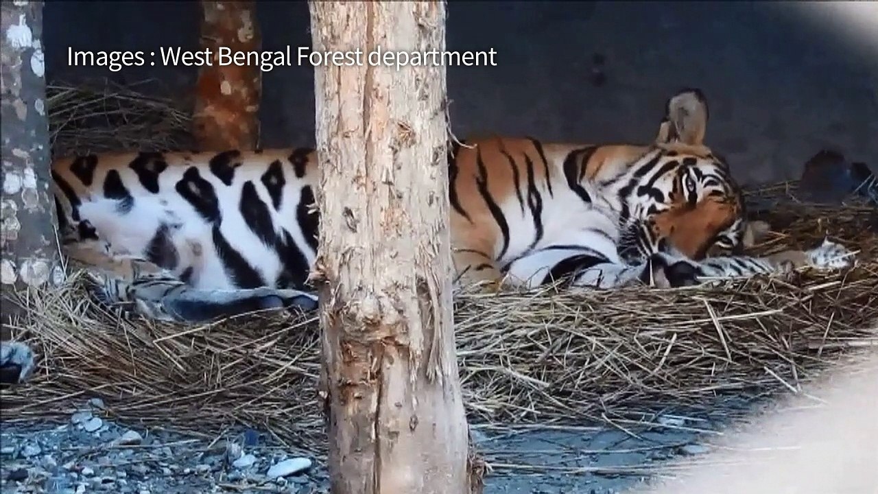 Naissance de trois bébés tigres en Inde