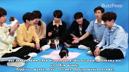 BTS Plays With Puppies While Answering Fan Questions рус. саб (BTS интервью с щенками)