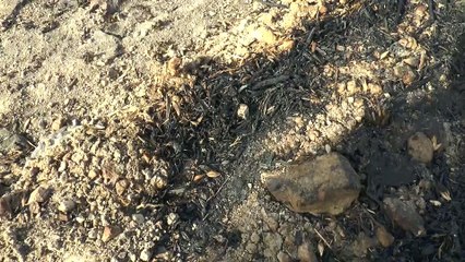 Sarayköy'de ekin yangını - DENİZLİ