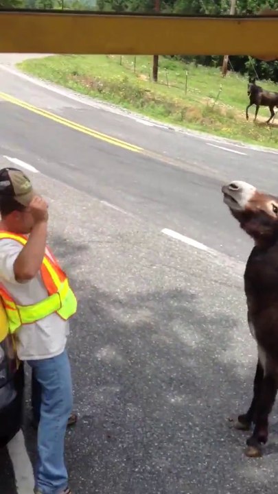 Ne jamais embeter un âne... Car un âne c'est têtu et méchant