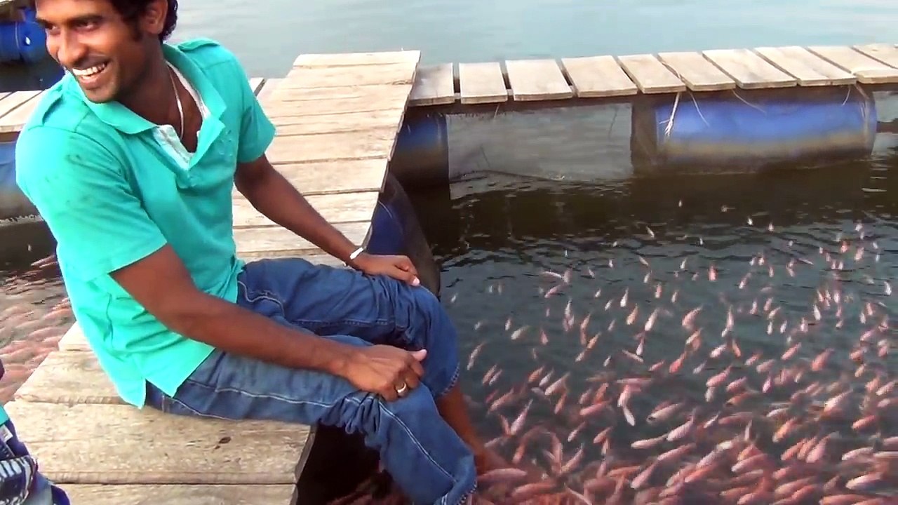 Crocodile et fish spa au Sri Lanka... Mieux que nos petits poissons français