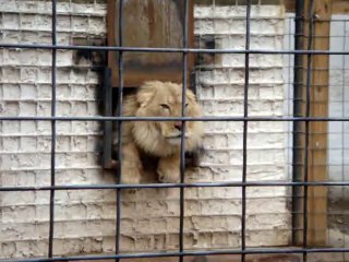 Ce lion déteste les gens et on le comprend