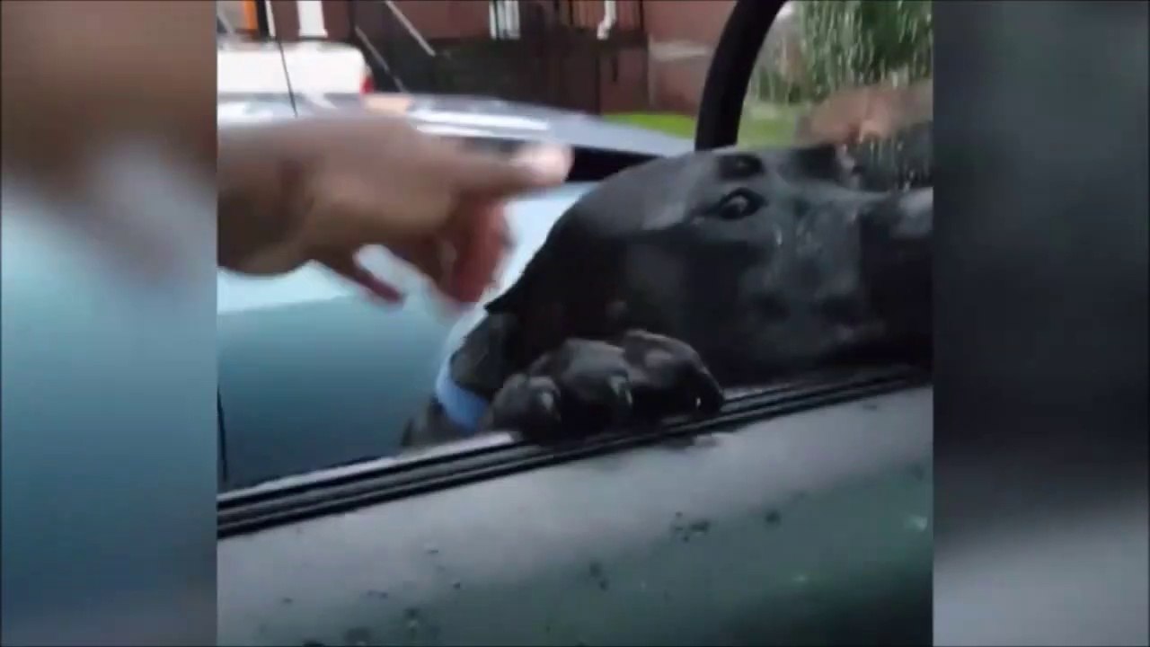 Faire copain-copain avec un chien de garde... Pas forcément une bonne idée