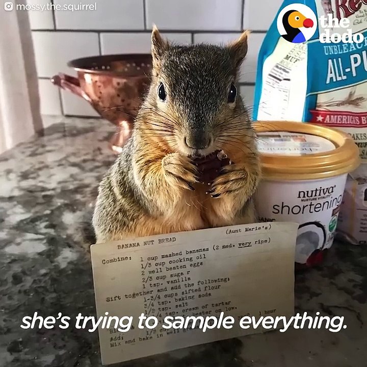 Woman Rescues Baby Squirrel — Then Becomes A Complete Squirrel Mom | The Dodo