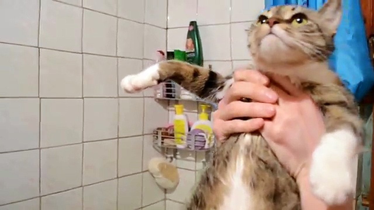 как помыть кота если он царапается и кусается