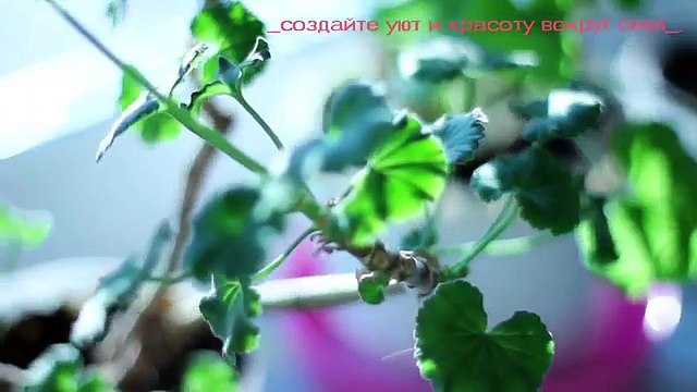 Моё утро // My morning routine //