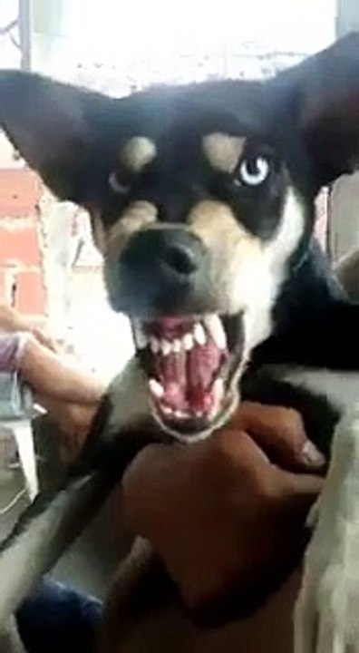 Ni el perro quiere a Maduro.