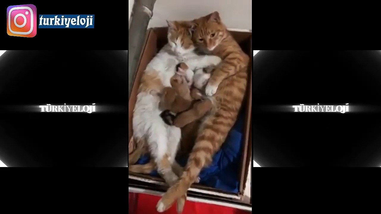 Yeni Doğum Yapmış Eşine Destek Olup Yavrularına Kol Kanat Geren Kedi Reis :)
