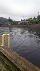 Surrounded by Fish, Still Cant Catch One