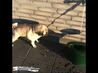 Gölge İle Gerçek Suyu Karıştıran Saftirik Köpek