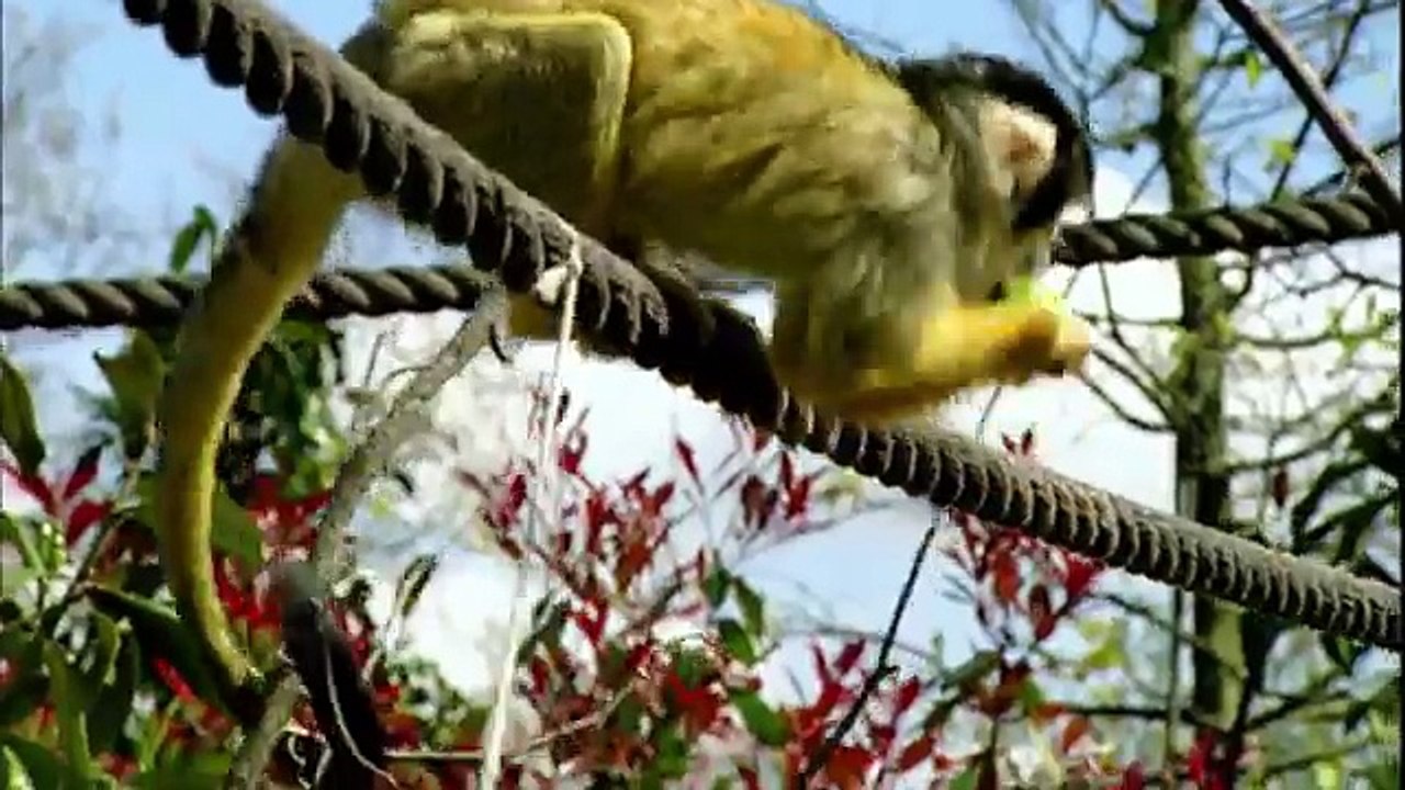 Gordon Cooks Steak For A Vegetarian - Gordon Ramsay