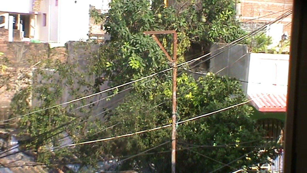 lemon tree, big lemon green tree