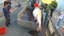 شاهد: اصطياد سمكة عملاقة تزن أكثر من نصف طن في نهر بالصين