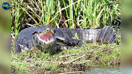 8 Criaturas Mas Terroríficas Del Río Amazonas
