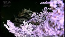 名古屋城の夜桜＠茶野安博