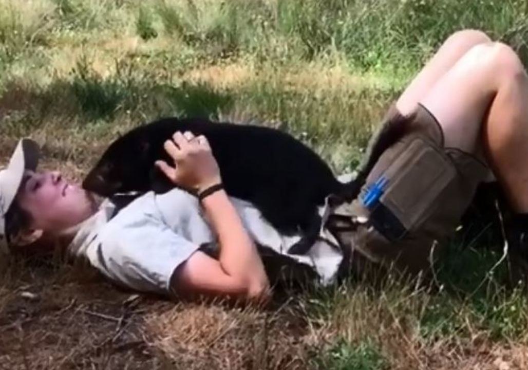 Dog-Like Tasmanian Devil Loves Cuddles and Belly Rubs