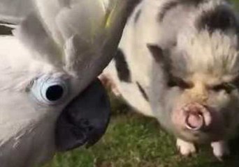 Living the Good Life - Harley the Cockatoo Goes on Holiday