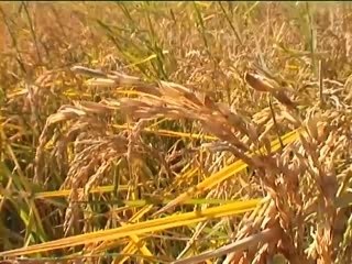 Lustucru... 485 jours de lutte