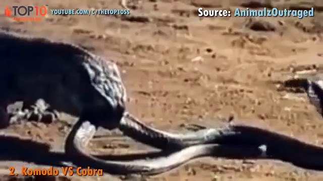 THE TOP 10 || TOP 10 KOMODO DRAGON .V.S. ANIMALS || Komodo .v.s. komodo, buffalo, deer, cobra,...