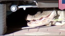 Alligator found under family’s SUV was looking for love - TomoNews