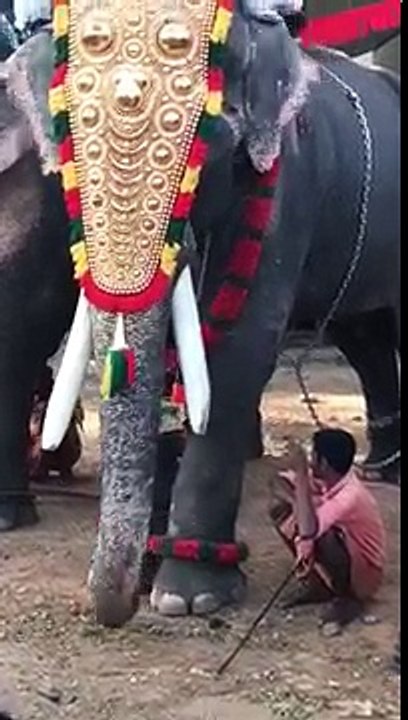Funny Elephant Asking For Tea....!!!!!