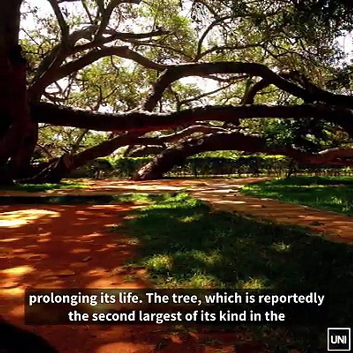 Byniyan Tree