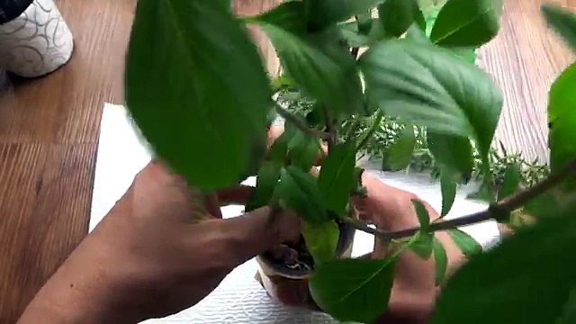 Propagate Herbs - Propagating Rosemary From Cuttings