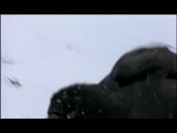 NATURE | Ravens | Ravens Playing in Snow | PBS