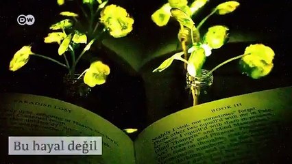 Bitkiler lambaların yerini almak üzere...