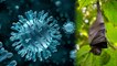 Nipah Virus Precaution: निपाह वायरस से बचने के 5 सबसे आसान तरीकें | Boldsky