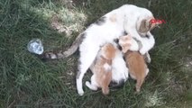 Konya Harçlıklarıyla Süt Alıp Kedileri Beslediler