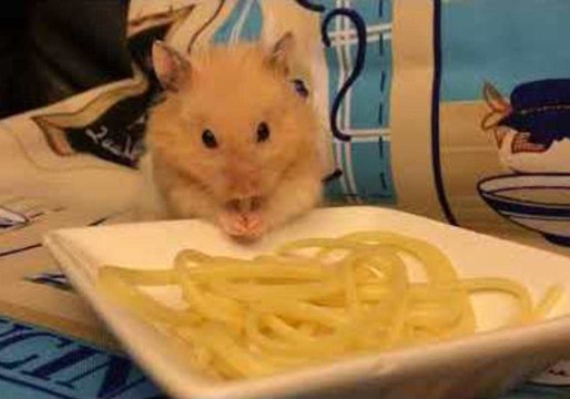 Nook the Hamster Just Loves to Eat Spaghetti